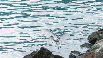 公園內的植物和動物可以改善鬧市的生物多樣性和生態系統。